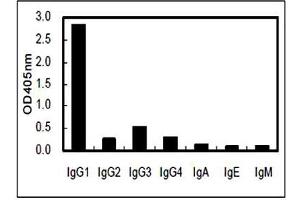 Image no. 2 for Rat anti-Human IgG1 (Fc Region) antibody (ABIN5569002) (Rat anti-Humain IgG1 (Fc Region) Anticorps)