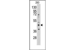 Image no. 1 for anti-Adenosylhomocysteinase (AHCY) (N-Term) antibody (ABIN357876) (AHCY anticorps  (N-Term))