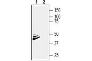 Western blot analysis of mouse brain lysate: - 1.