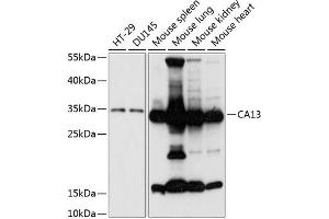 Western blot analysis of extracts of various cell lines, using C antibody (ABIN7266074) at 1:3000 dilution.