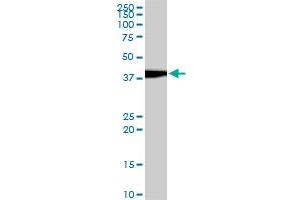 EVX1 monoclonal antibody (M07), clone 1B7.