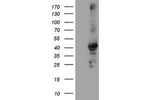 Image no. 2 for anti-Crystallin, Zeta, Homolog antibody (ABIN1497657) (CRYZL1 anticorps)