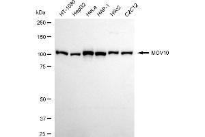 Western blotting analysis using MOV10 antibody (ABIN7799485).
