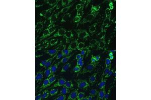 Immunofluorescence analysis of C6 cells using IDH3A antibody (ABIN7268029) at dilution of 1:100.