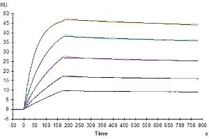 Biotinylated Human TRAIL R4, His-Avi Tag immobilized on CM5 Chip can bind Human TRAIL, No Tag with an affinity constant of 0.