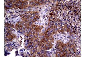 Image no. 5 for anti-Wingless-Type MMTV Integration Site Family, Member 3 (WNT3) (AA 128-355) antibody (ABIN1490901)