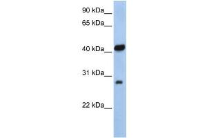 Western Blotting (WB) image for anti-Zinc Finger, AN1-Type Domain 3 (ZFAND3) antibody (ABIN2458094) (ZFAND3 anticorps)