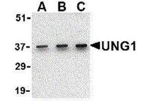Western Blotting (WB) image for anti-Uracil-DNA Glycosylase (UNG) (C-Term) antibody (ABIN2477036) (UNG anticorps  (C-Term))