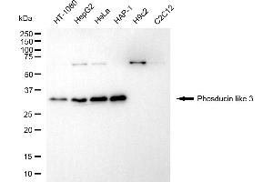 Western blotting analysis using phosducin like 3 antibody (ABIN7799787). (PDCL3 anticorps)