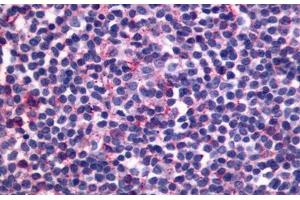 Image no. 1 for anti-Sphingosine-1-Phosphate Receptor 4 (S1PR4) (Cytoplasmic Domain) antibody (ABIN1048535)