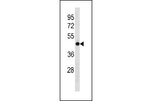 OLFM3 Antibody (N-term) (ABIN1881592 and ABIN2843310) western blot analysis in mouse cerebellum tissue lysates (35 μg/lane).