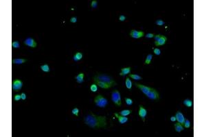 Image provided by One World Lab validation initiative.