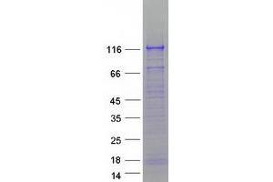 Validation with Western Blot (LLGL2 Protein (Transcript Variant 3) (Myc-DYKDDDDK Tag))