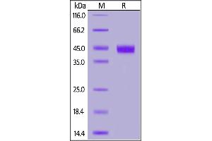 Biotinylated Human IL-2 R gamma, His,Avitag on  under reducing (R) condition.