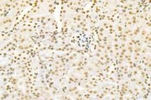 Immunohistochemistry analysis of paraffin-embedded mouse kidney using,PNN (ABIN7075083) at dilution of 1: 1200