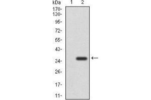 Western blot analysis using NEFM mAb against HEK293 (1) and NEFM (AA: 381-443)-hIgGFc transfected HEK293 (2) cell lysate.