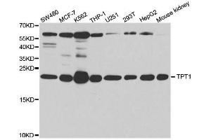 Western blot analysis of extracts of various cell lines, using TPT1 antibody. (TPT1 anticorps  (AA 1-172))