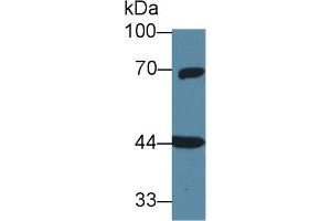 Western Blot; Sample: Rat Cerebrum lysate; Primary Ab: 1µg/ml Rabbit Anti-Human GNa11 Antibody Second Ab: 0.