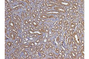ABIN185240 (5µg/ml) staining of paraffin embedded Human Kidney. (GAPDH anticorps  (C-Term))