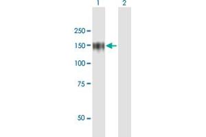 Western Blot analysis of ZHX1 expression in transfected 293T cell line by ZHX1 MaxPab polyclonal antibody. (ZHX1 anticorps  (AA 1-873))