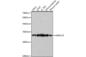 Western blot analysis of extracts of various cell lines, using MRPL28 antibody (ABIN7268566) at 1:1000 dilution. (MRPL28 anticorps)