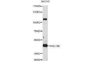 Western blot analysis of extracts of SKOV3 cells, using ARL13B antibody (ABIN1876411) at 1:1000 dilution. (ARL13B anticorps)