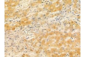 ABIN6257587 and ABIN6274867 at 1/100 staining human normal liver tissue by IHC-P. (ARSF anticorps  (Internal Region))