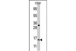 Western blot analysis of H3F3A/H3F3B polyclonal antibody  in CEM cell line lysates (35 ug/lane). (Histone H3.3 anticorps  (N-Term))