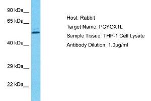 Host: Rabbit Target Name: PCYOX1L Sample Type: THP-1 Whole Cell lysates Antibody Dilution: 1. (PCYOX1L anticorps  (C-Term))
