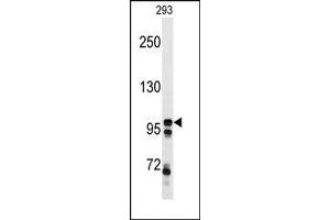 Image no. 1 for anti-C-Mer Proto-Oncogene Tyrosine Kinase (MERTK) antibody (ABIN360227) (MERTK anticorps)