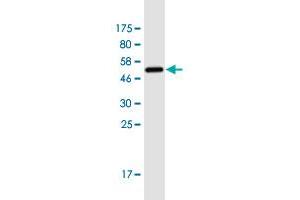 Western Blot detection against Immunogen (53.