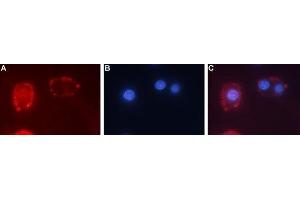 Expression of TrkC in rat PC12 cells - Cell surface detection of TrkC in live intact rat pheochromocytoma PC12 cells.