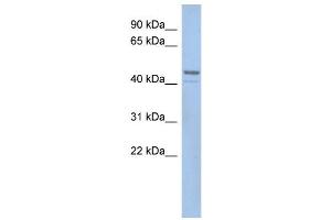WB Suggested Anti-SMCR7L Antibody Titration:  0.