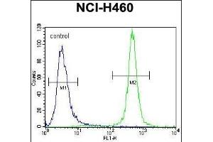 MST1 Antibody (C-term) (ABIN656286 and ABIN2845595) flow cytometric analysis of NCI- cells (right histogram) compared to a negative control cell (left histogram). (MST1 anticorps  (C-Term))