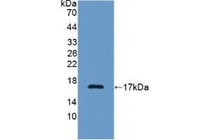 Figure. (C7 anticorps  (AA 1-144))