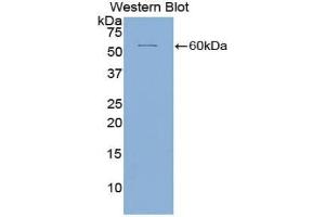Western blot analysis of the recombinant protein. (ICAM5 anticorps  (AA 409-674))