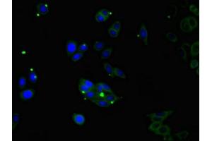 Immunofluorescent analysis of HepG2 cells using ABIN7148573 at dilution of 1:100 and Alexa Fluor 488-congugated AffiniPure Goat Anti-Rabbit IgG(H+L) (Corneodesmosin anticorps  (AA 40-229))
