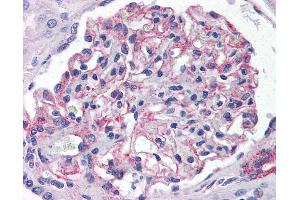 Anti-5HT1E Receptor antibody IHC of human kidney.