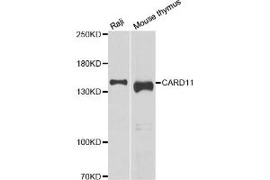 Western blot analysis of extracts of various cell lines, using CARD11 antibody (ABIN5974295) at 1/1000 dilution. (CARD11 anticorps)