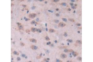 IHC-P analysis of Mouse Tissue, with DAB staining. (KIF5A anticorps  (AA 2-211))