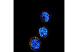 Immunofluorescence (IF) image for anti-Killer Cell Lectin-Like Receptor Subfamily C, Member 1 (KLRC1) antibody (ABIN2936813) (KLRC1 anticorps)