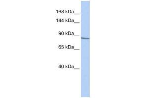 WB Suggested Anti-KCNB1 Antibody Titration:  0. (Kv2.1/KCNB1 anticorps  (Middle Region))