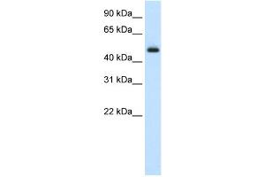 WB Suggested Anti-ELF3 Antibody Titration:  2. (ELF3 anticorps  (Middle Region))