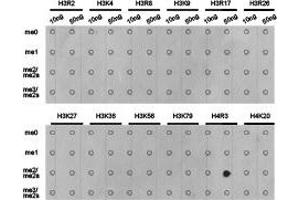 Dot-blot analysis of all sorts of methylation peptidesusing H4R3 me2a antibody. (Histone 3 anticorps  (2meArg3 (asymetric)))