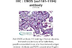 Image no. 1 for anti-Nitric Oxide Synthase 3 (Endothelial Cell) (NOS3) (AA 1181-1194) antibody (ABIN1734039)