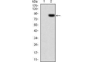 Western blot analysis using CSF1R mAb against HEK293 (1) and CSF1R (AA: 20-152)-hIgGFc transfected HEK293 (2) cell lysate. (CSF1R anticorps  (AA 20-152))