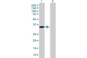 Western Blot analysis of GIMAP2 expression in transfected 293T cell line by GIMAP2 MaxPab polyclonal antibody. (GIMAP2 anticorps  (AA 1-337))