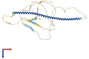 AlphaFold protein structure predicition of Human Recombinant SNPH Protein, UniprotID O15079