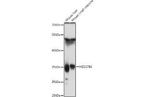 Western blot analysis of extracts of various cell lines, using HSD17B6 antibody (ABIN7267810) at 1:1000 dilution.