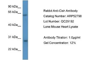 WB Suggested Anti-Cish  Antibody Titration: 0.